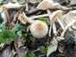 Büdös őzlábgomba (Lepiota cristata), Kisoroszi